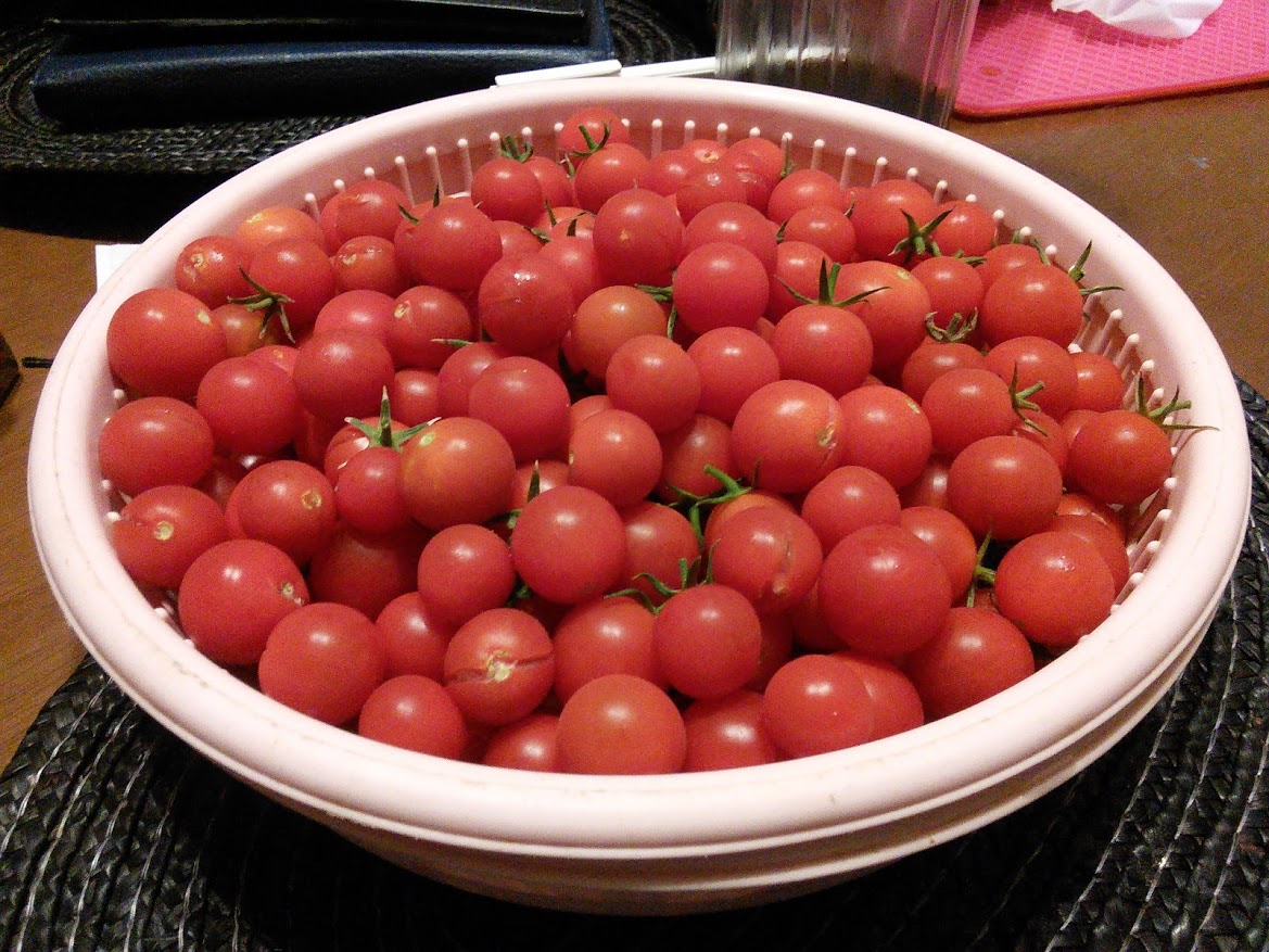 夏場に採れたプチトマト