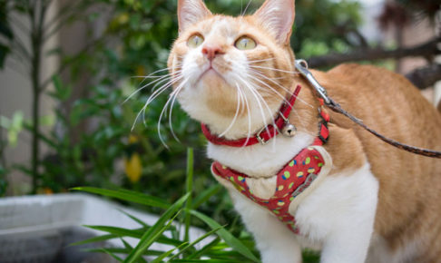 外猫を家猫にする方法。完全室内飼いするまでに、困ったこと、試した